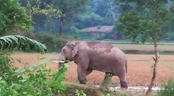 বন্যহাতি বিচরণ এলাকা চিহ্নিত করার সুপারিশ